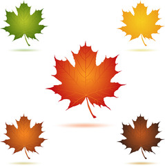 Mapel leaf icon