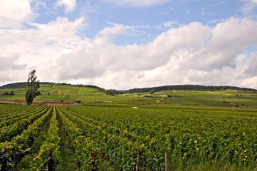 Fototapeta premium Vigneti di Borgogna, Beaune