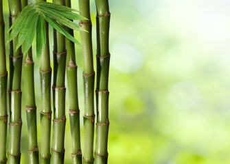 Fototapeta na wymiar Young, green bamboo in the background boke