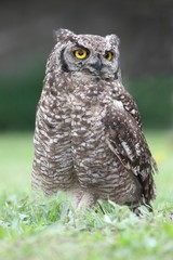 Spotted Eagle Owl