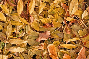 Goldener Herbst