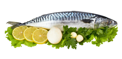 mackerel fish