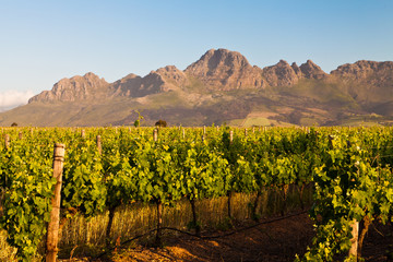 Vineyard in the hills of South Africa