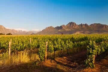 Fotobehang Afrika Vineyard in the hills of South Africa  © pwollinga