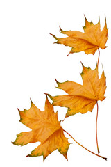 dried yellow maple leaves isolated on white background