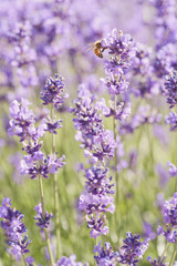 Obrazy na Plexi  Pszczoła i lawenda
