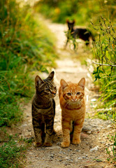 Obraz premium Two Cats