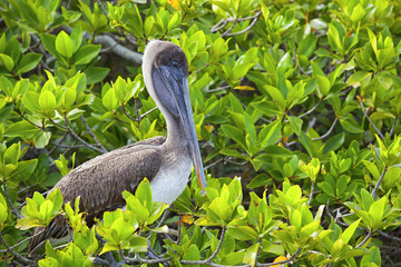 Pelican resting on Galapagos
