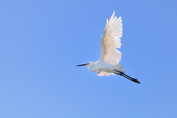 Little egret flying before blue sky