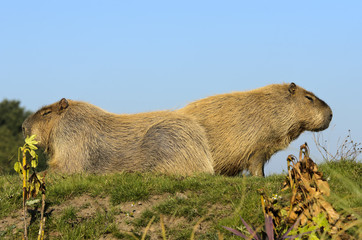 Capybara