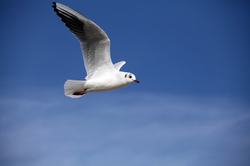 Mouette en vol à Marseille