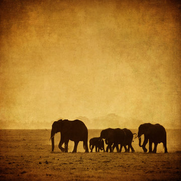 Fototapeta elephant's family