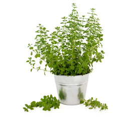 Marjoram  Herb Plant