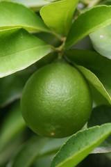 Limon Verde