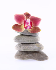 Naklejka na ściany i meble Pile of stones and an orchid flower on a white