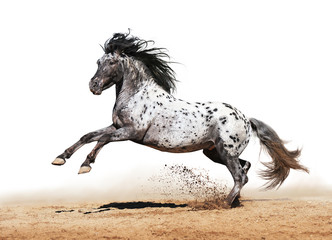 Appaloosa horse play in summer - 37048894