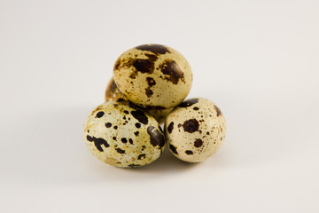 Eggs of a female quail