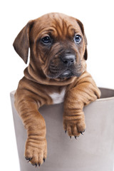 Single happy dog isolated on white background