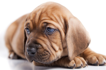 Obraz premium Single young dog isolated on white background