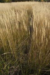 wildflower field autumn