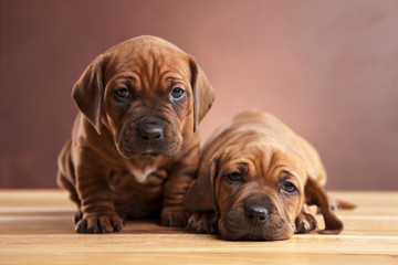 Two young happy dogs sitting on wooden floor