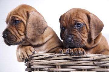 happy dogs in basket