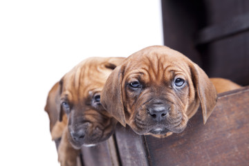 Two happy dogs on white isolated background