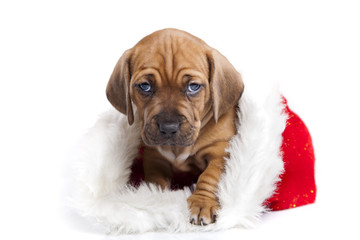 Young cute doggy and Christmas decoration