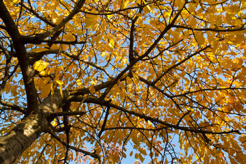 Leaves at fall