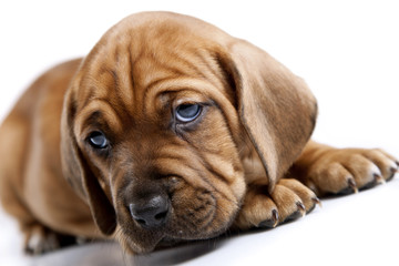Single young happy dog isolated on white background