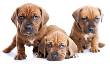 Three young happy dogs isolated on white background