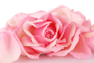 Obraz na płótnie Canvas Pink rose isolated on white
