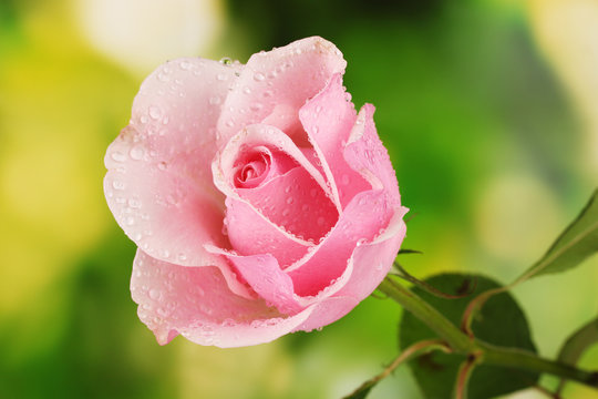Pink rose on green background