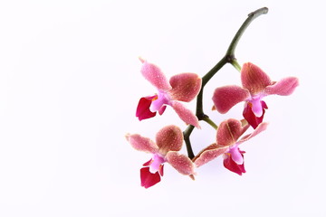 Orchid flowers on a branch on white with space text