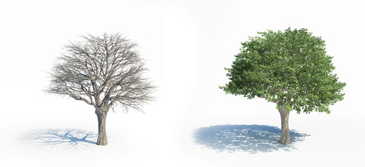 Two isolated trees with and without leafs