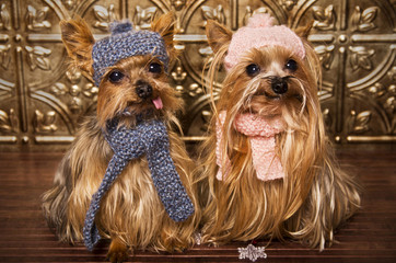 Yorkshire Terrier dogs ready for winter
