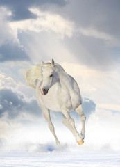Fototapety  biały koń