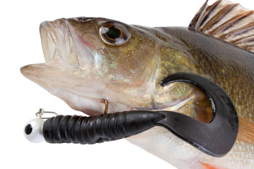 Catched perch and fishing lure, isolated on white
