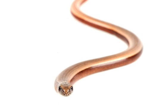 Slowworm