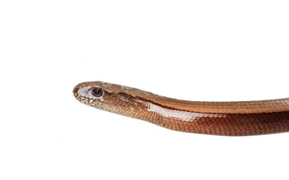 Slowworm