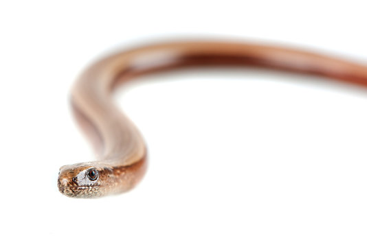 Slowworm