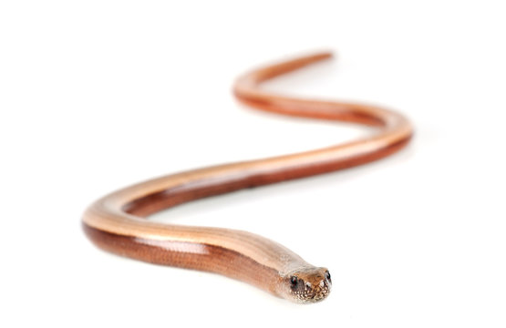 Slowworm