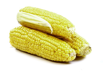 corn on cob isolated on white background