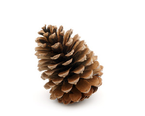 Pine Cone