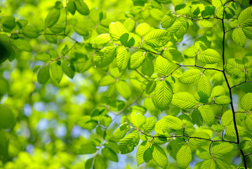 green leaves