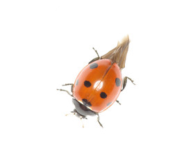 ladybug