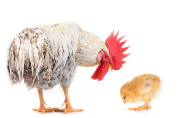 cock and chick