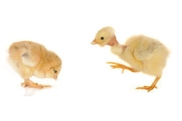 chick