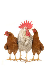 cock and brown hen