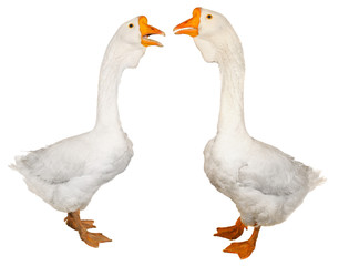 goose